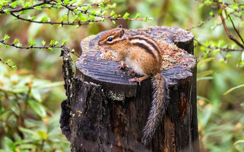 Бурундук фото превью