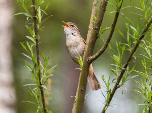 Обыкновенный сверчок