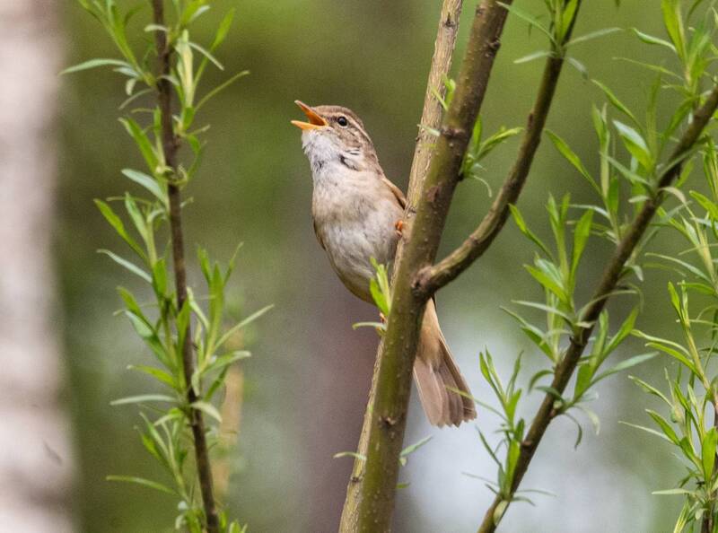 обыкновенный сверчок, хабаровский край, высокогорный, птицы Обыкновенный сверчок фото превью