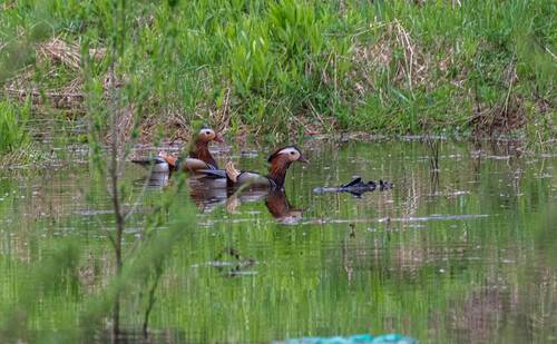 Мандаринки