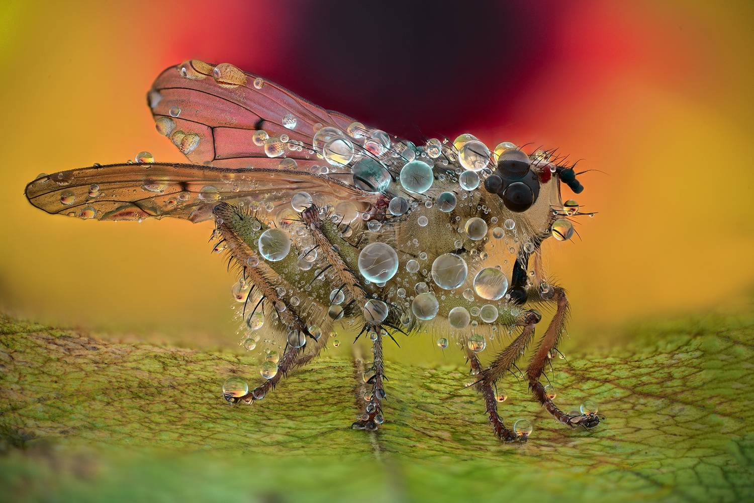 ceclii, macro, Tsvetan Ganev