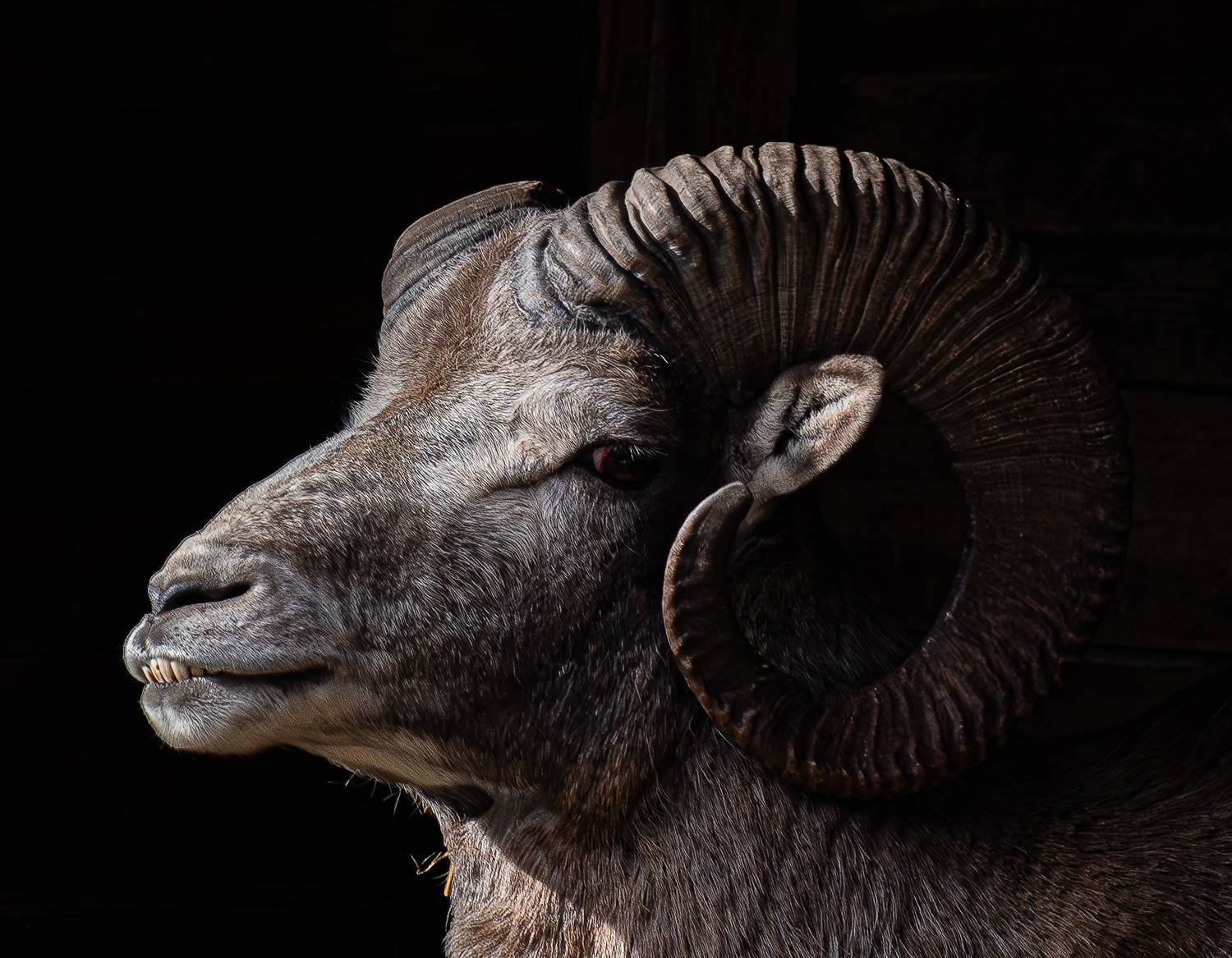 , Михаил Измайлов