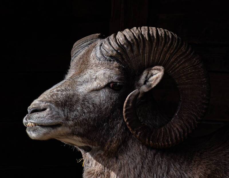 Архар фото превью