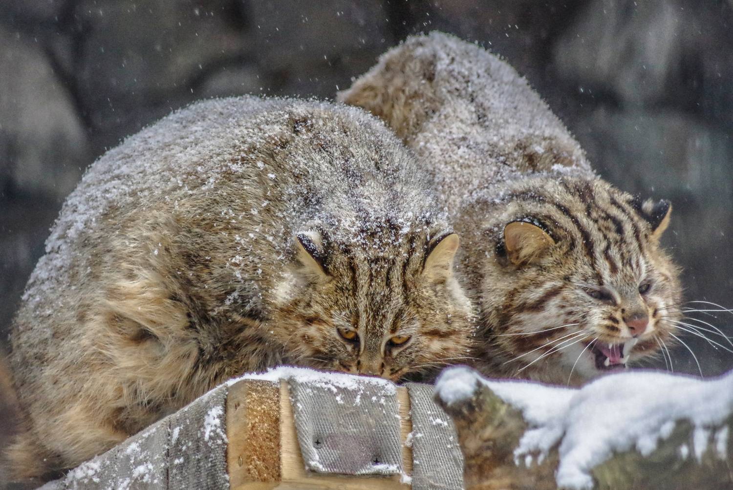 , Михаил Измайлов