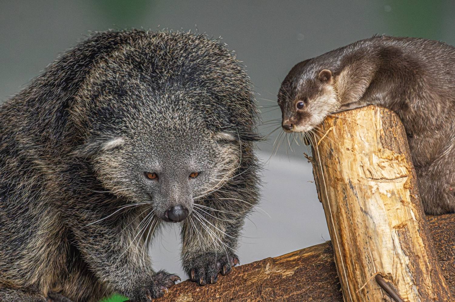 , Михаил Измайлов