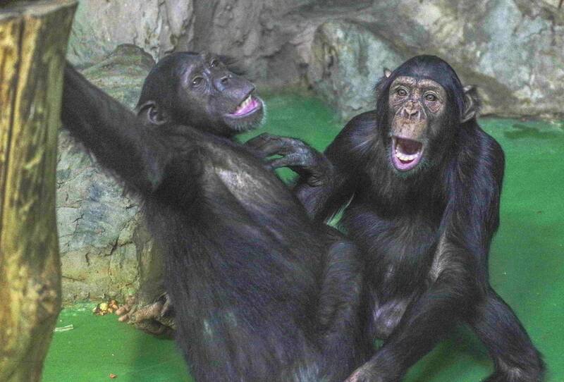 Дуэт фото превью