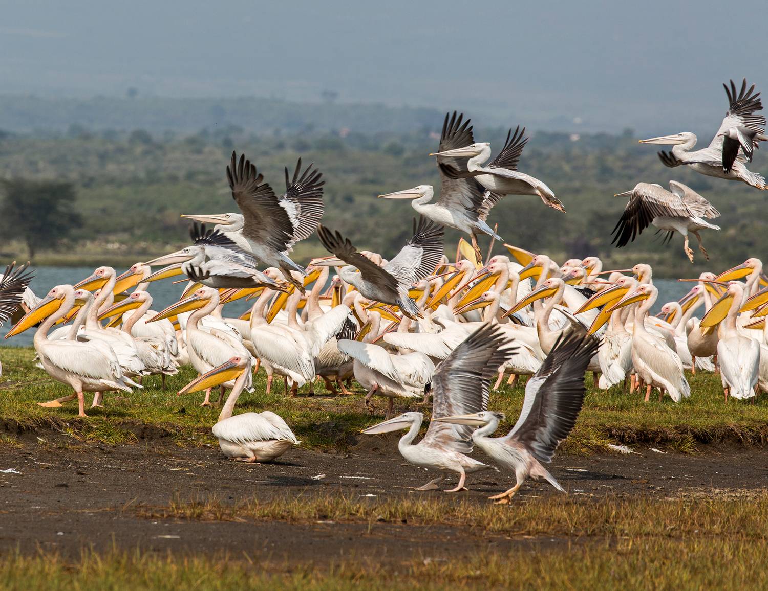 kenya, nakuru, Vorobeychik Vladimir