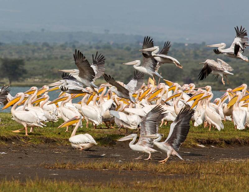 kenya, nakuru  фото превью