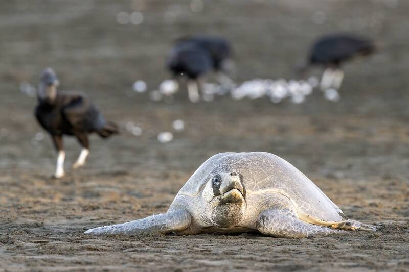 Tortuga Lora (Lepidochelys olivacea) Olive Ridley Turtle фото превью