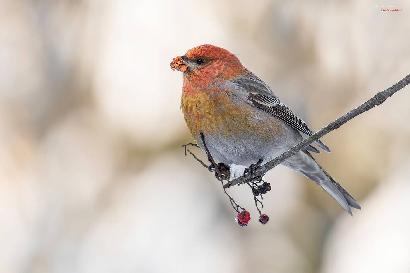 , Валерий Субачев