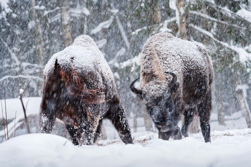 Забодаю фото превью