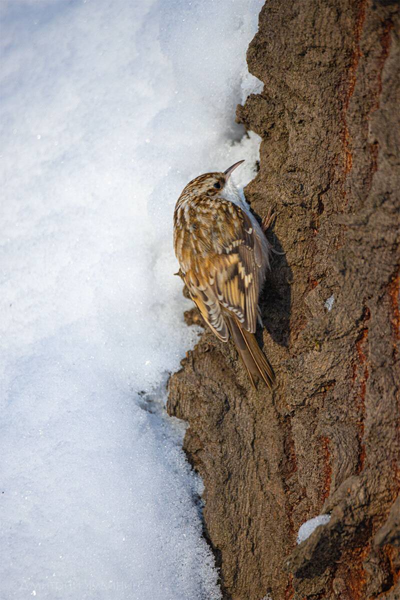 , Чудинин Дмитрий