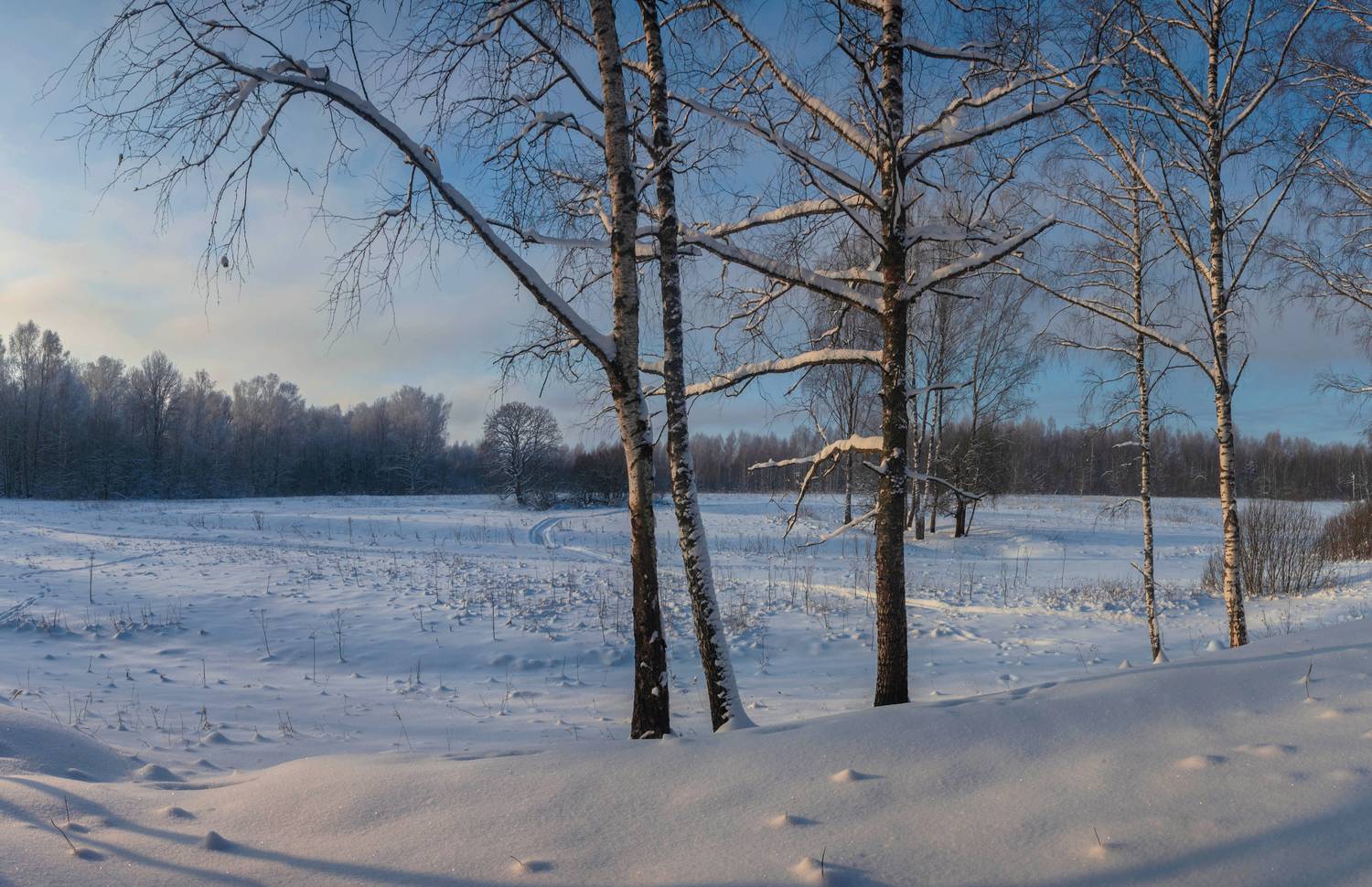 зима, лес, Свистков Александр