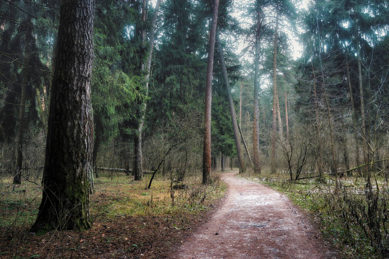 лес, деревья, снег, свет, Валерий Вождаев