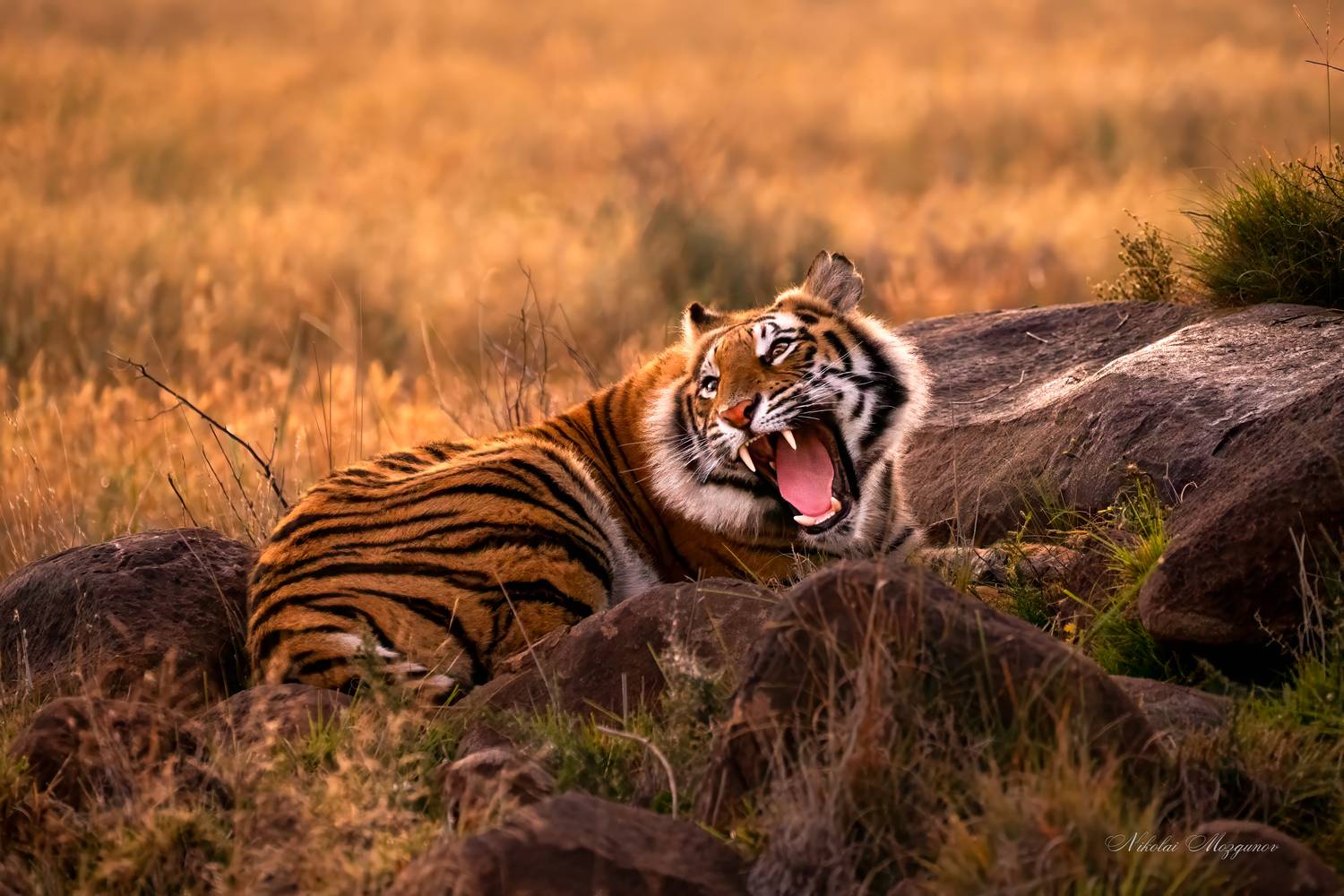 , Николай Мозгунов