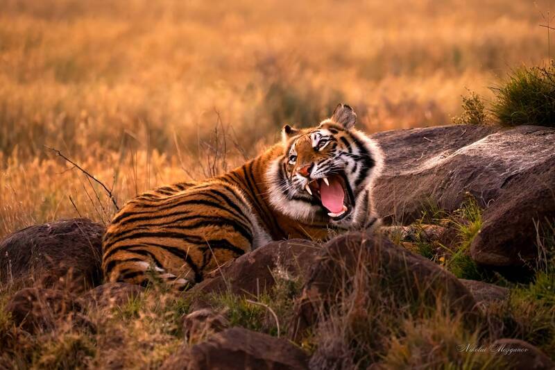 Раздражение фото превью