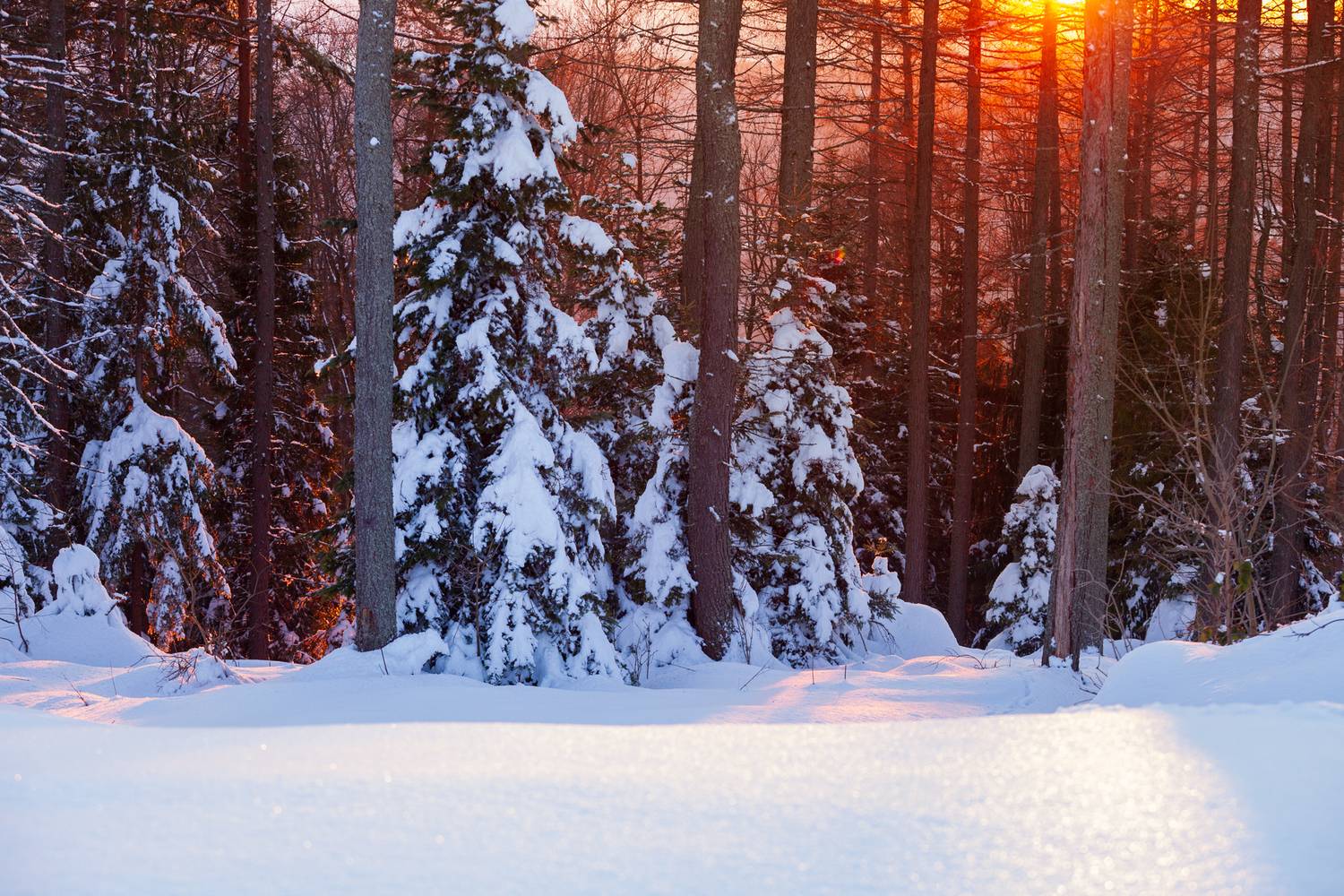 ,  Mirosław Pruchnicki