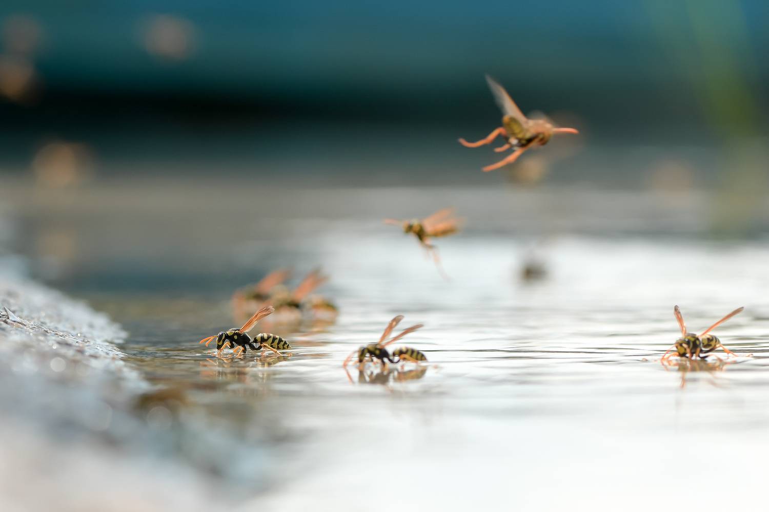 осы, Астрахань, Ксения Соварцева