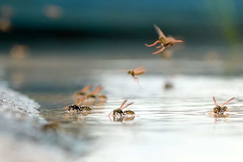 осы, Астрахань Жаркий день фото превью