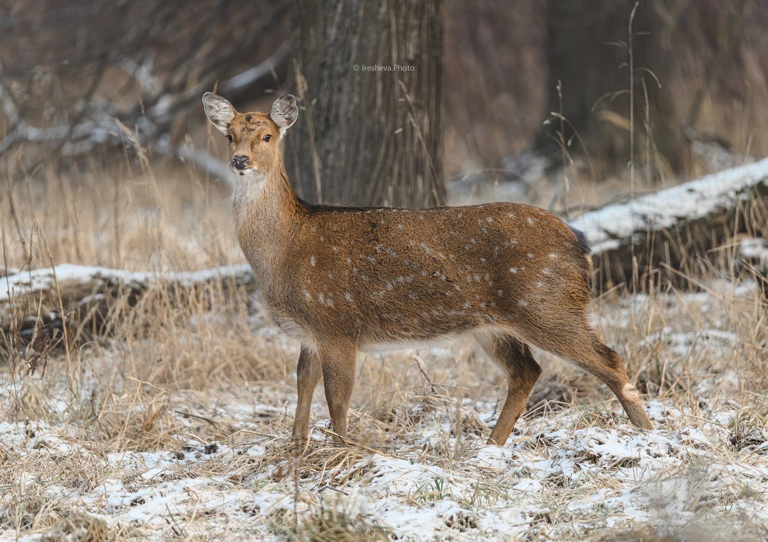 Пятнистый олень , самка, Ирешева Мария