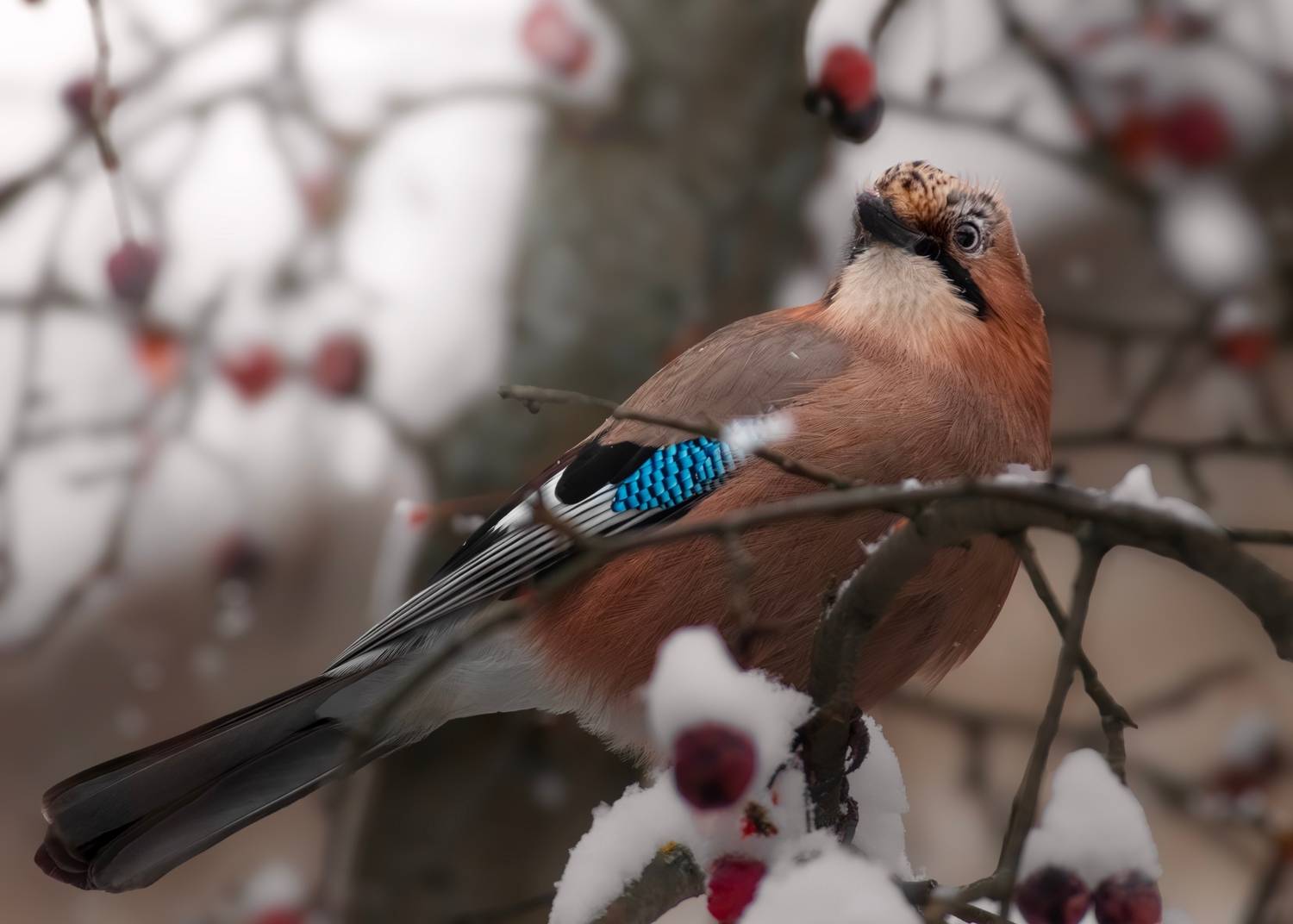 wildlife, birdwatching, nature, bird photography, птица, фотоохота, природа, сойка , Полина Шальнева