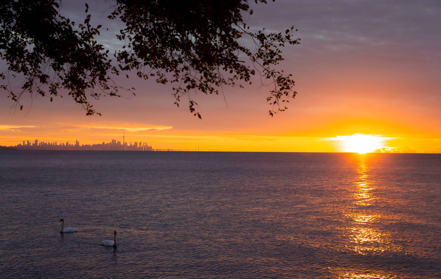 marko radovanovic swan canada toronto ontario lake morning golden hour bird white love together early sunrise clouds cn tower skyline lake animal bound forever white relaxing, Radovanovic Marko