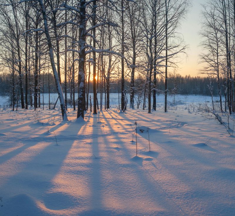 зима, лес, закат  фото превью