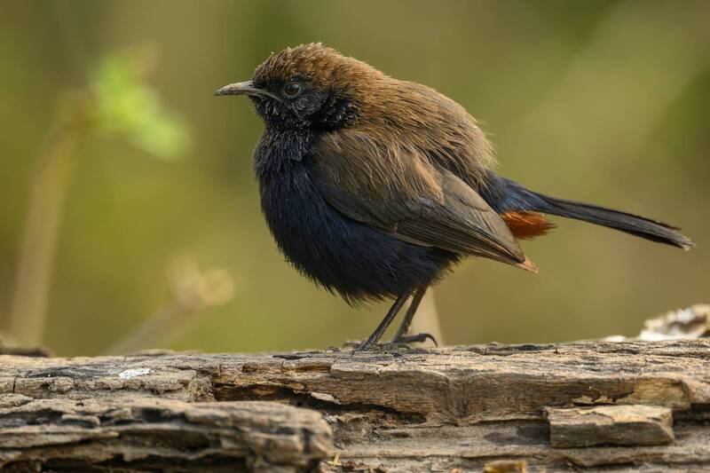 Замарашка фото превью
