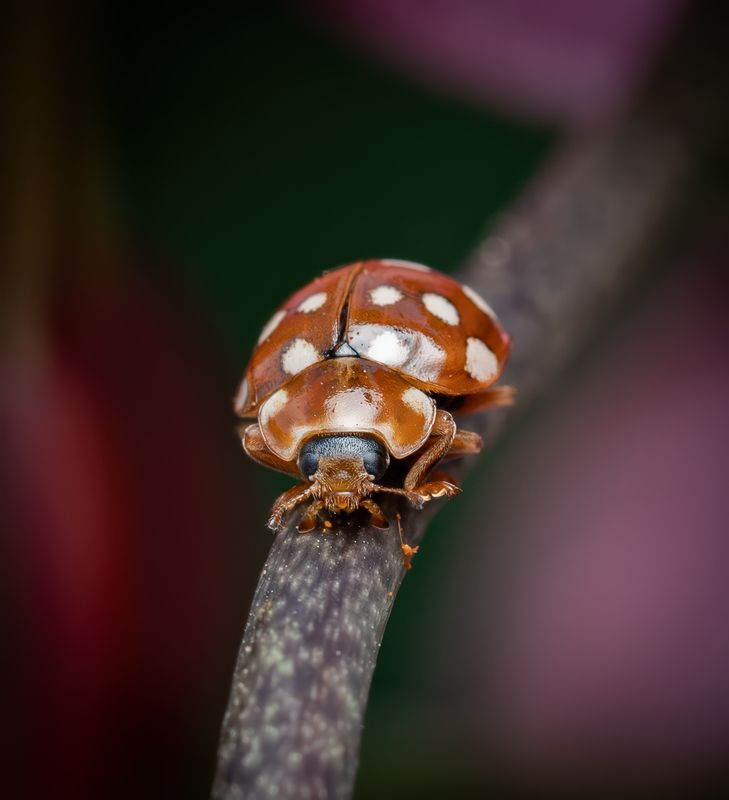 божья коровка Галиция шестнадцатипятнистая фото превью