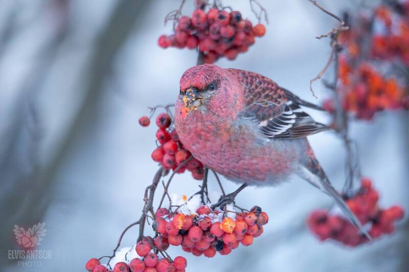 Северные гости в наших краях. Обыкновенный щур (лат. Pinicola enucleator). фото превью