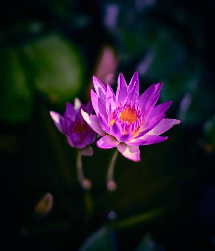 lotus, film, velvia, fujifilm, fujifilm xt2, closeup, xf23 Lotus фото превью