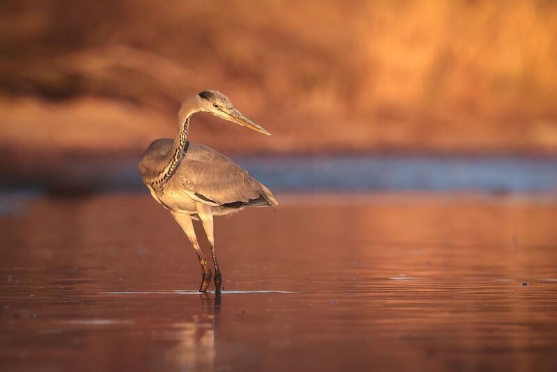 Heron фото превью