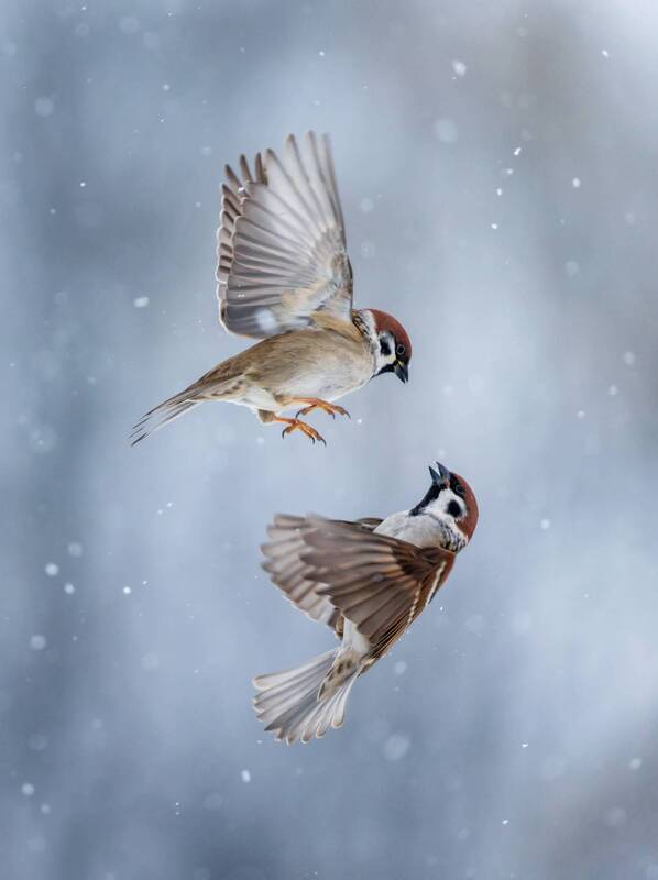 фото превью