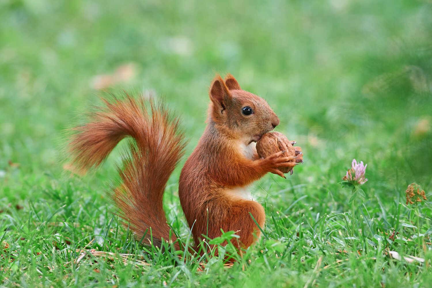 белка, россия, волгоград, , Павел Сторчилов