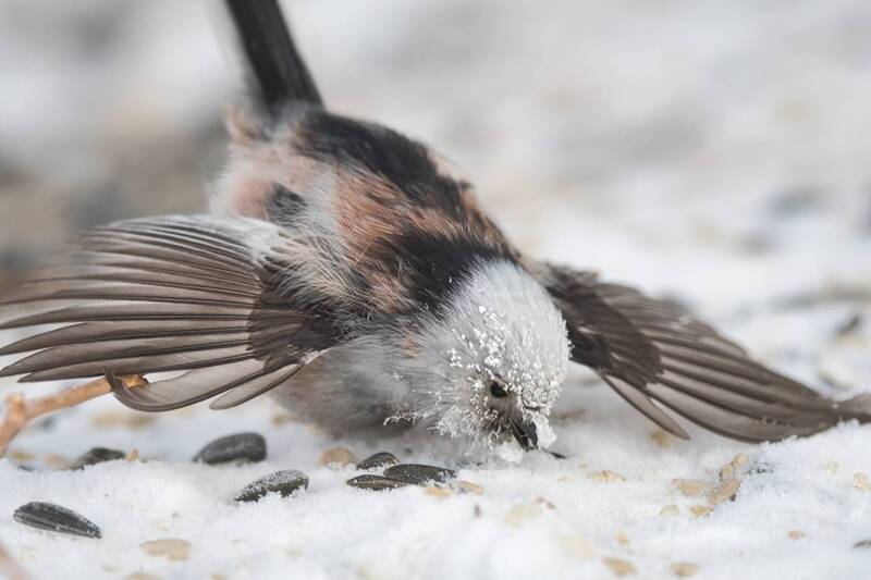 Ополовничек заиндевел фото превью