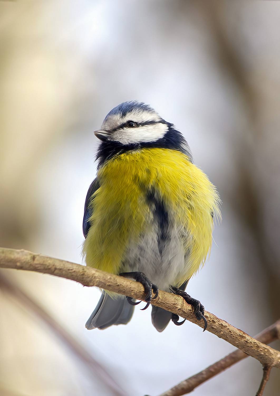 синица, обыкновенная лазоревка, зелёная лазоревка, лазоревка, синяя синица, cyanistes caeruleus, КарОл