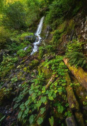 Птичий Клюв