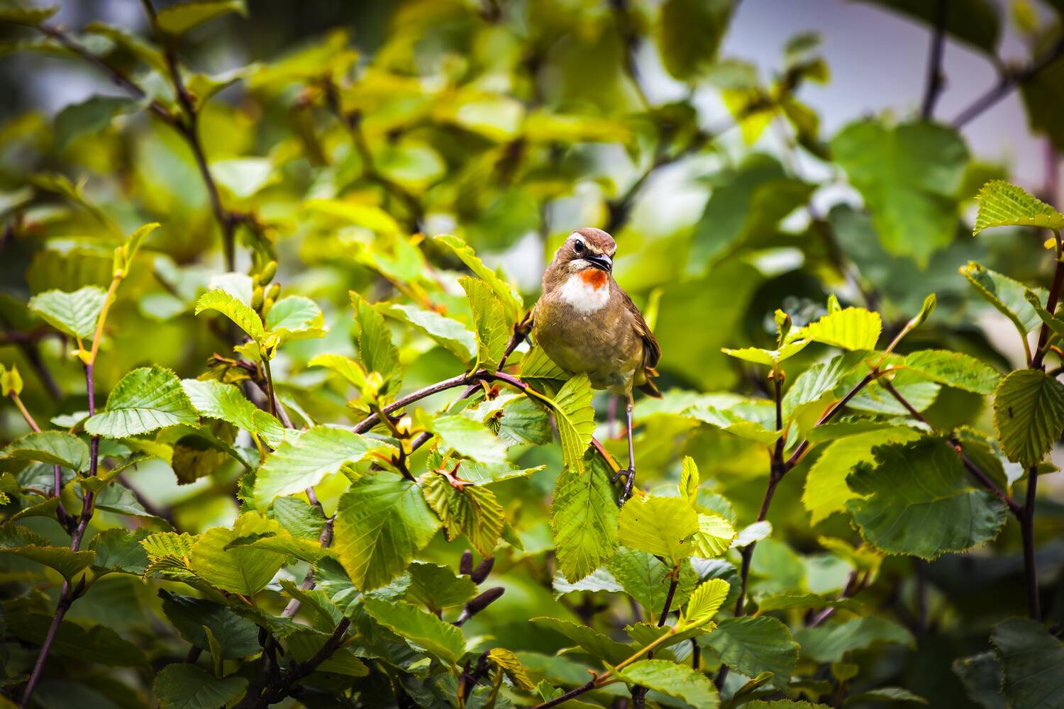 кусты, птица, лето, соловей-красношейка, Уткин Дмитрий