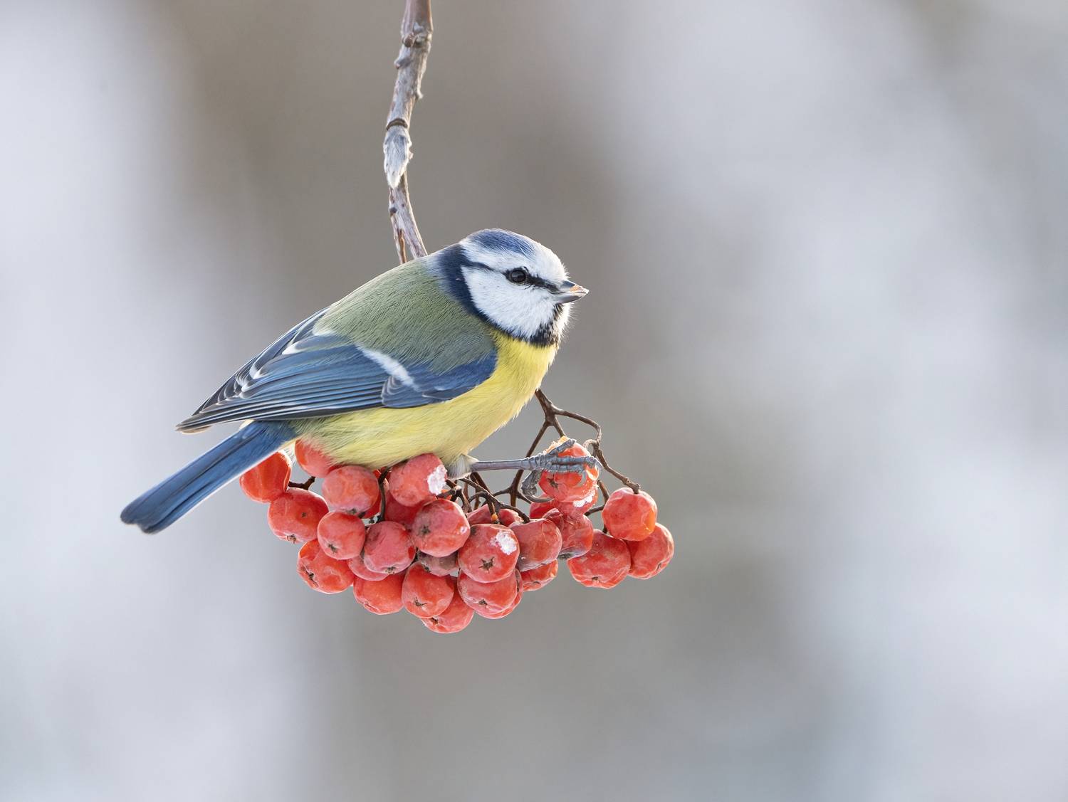 птицы,природа, зима, Андрей Киселёв