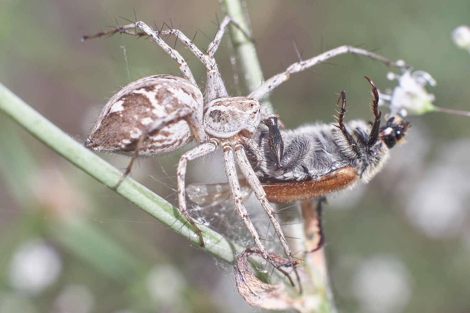 паук, хищник, , Павел Сторчилов