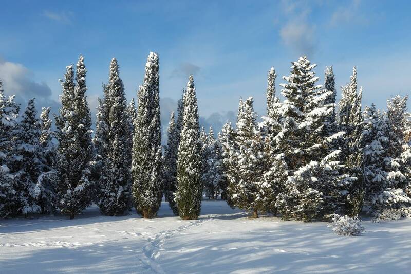 севастополь, зима, Зима заглянула. Севастополь, январь, парк Победы. фото превью