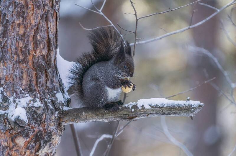 Белка и грецкий орех фото превью