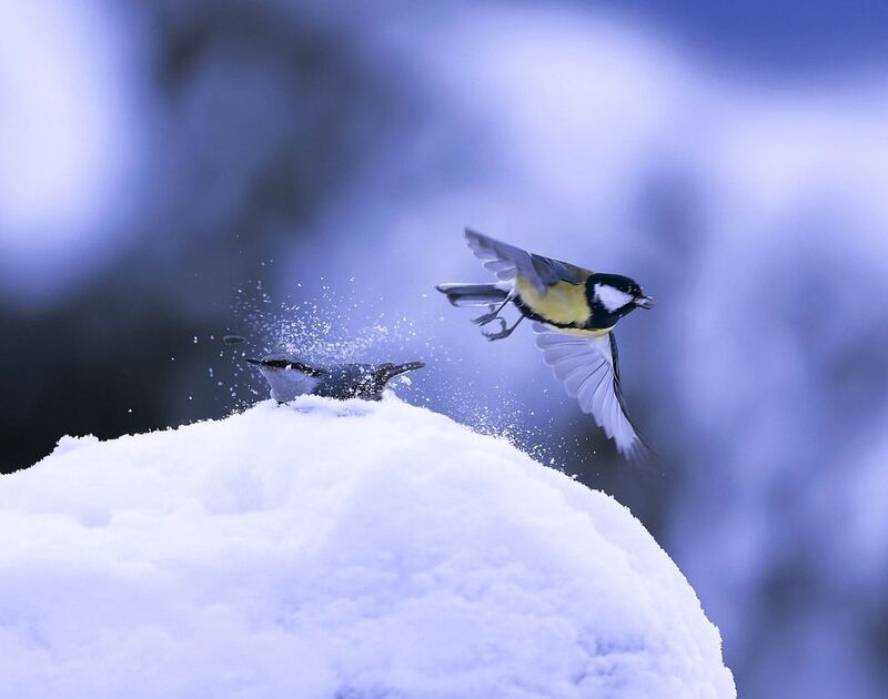 Крылатый дуэт в зимнем вихре фото превью