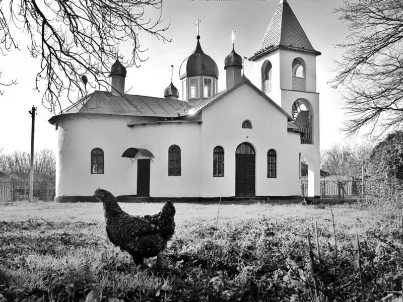 курица, поиск, фермер Потерявшаяся курица фото превью