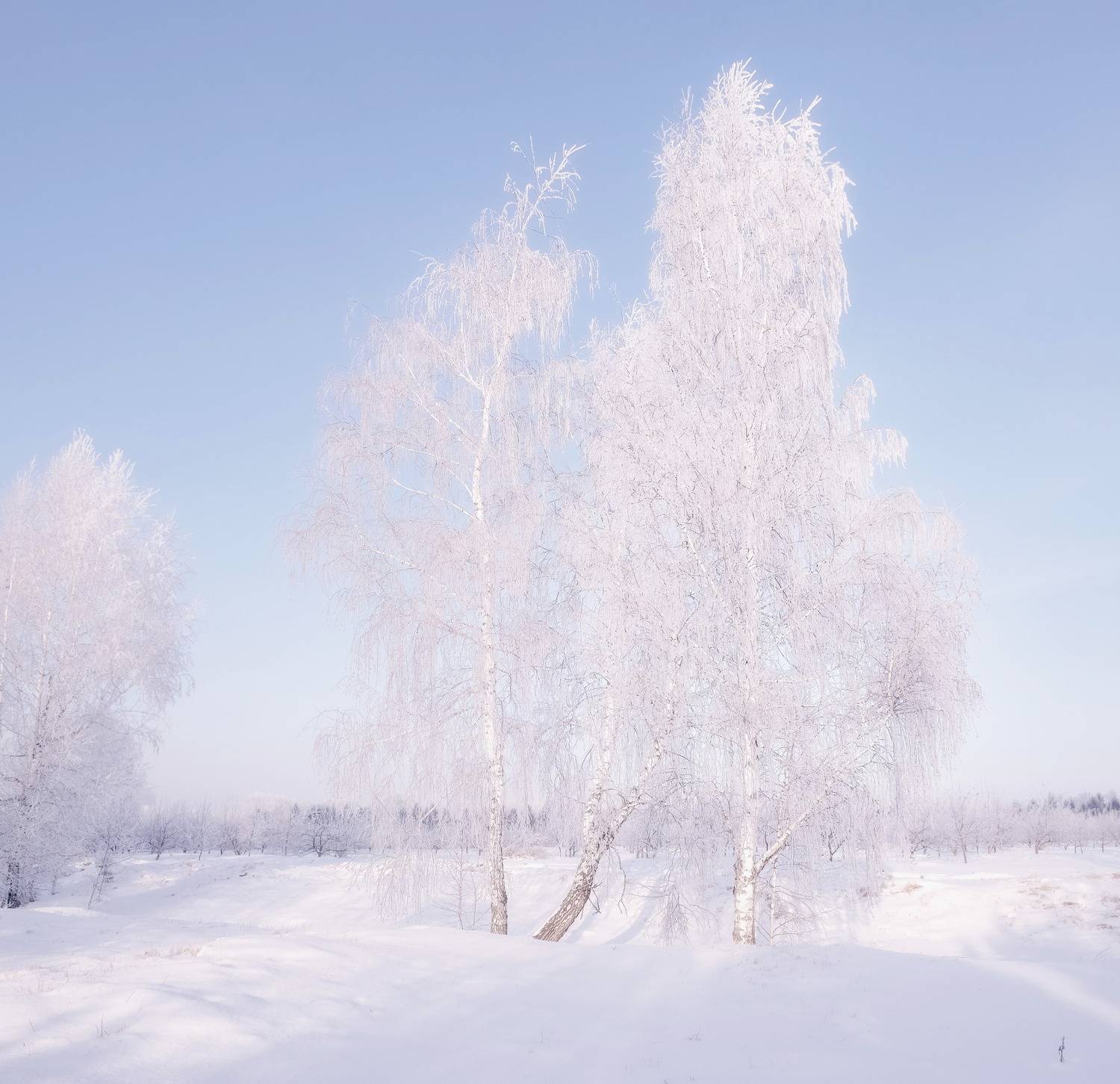 зима. мороз, иней ,деревья, сибирь, красноярск, Марина Фомина
