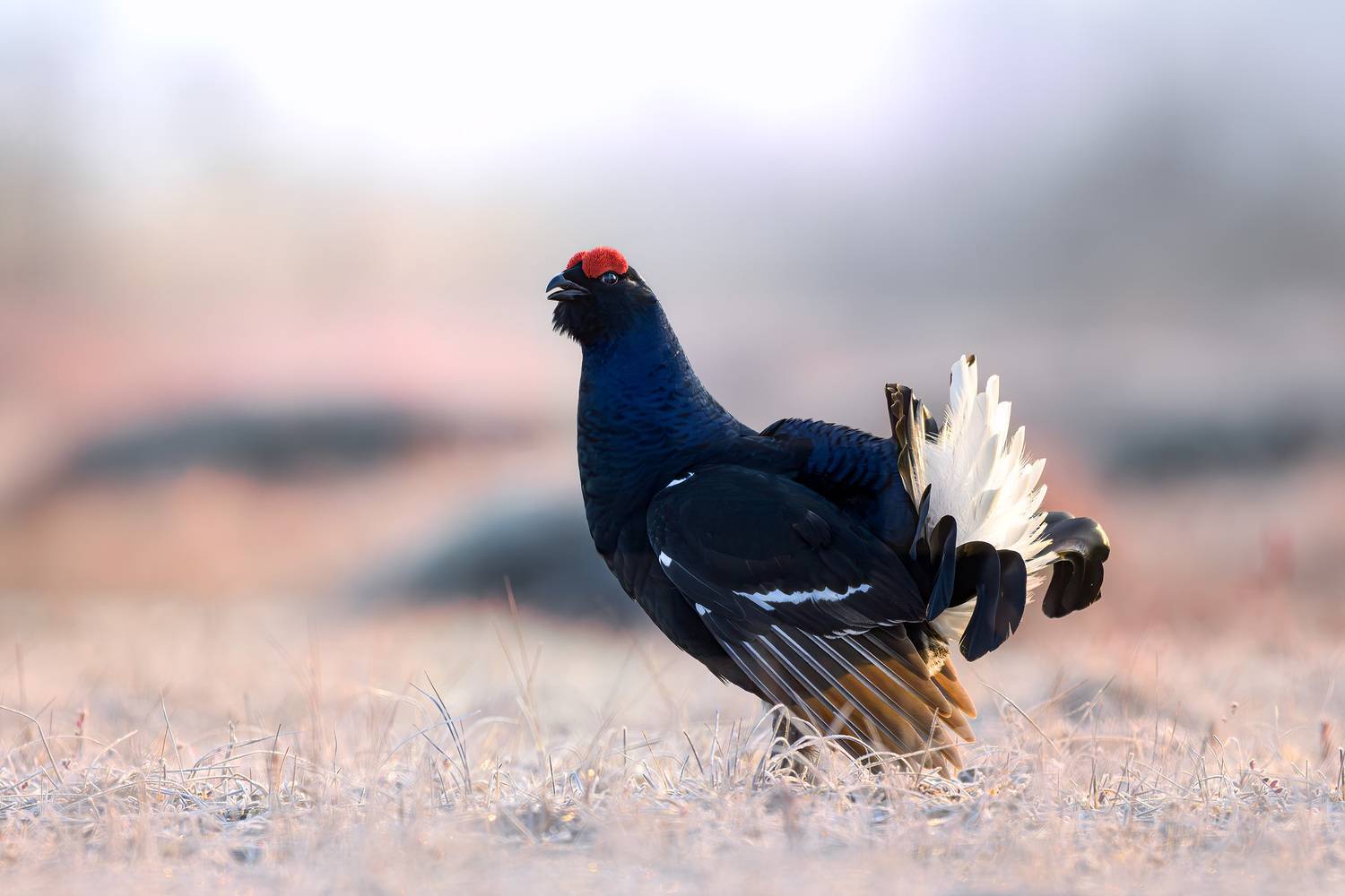 тетерев, токование, лес, болото, заря, рассвет, grouse, Lyrurus, природа, фотоохота, wildlife, Михаил Ездаков