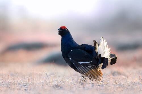 Тетерев на заре