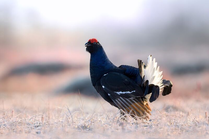 тетерев, токование, лес, болото, заря, рассвет, grouse, Lyrurus, природа, фотоохота, wildlife Тетерев на заре фото превью