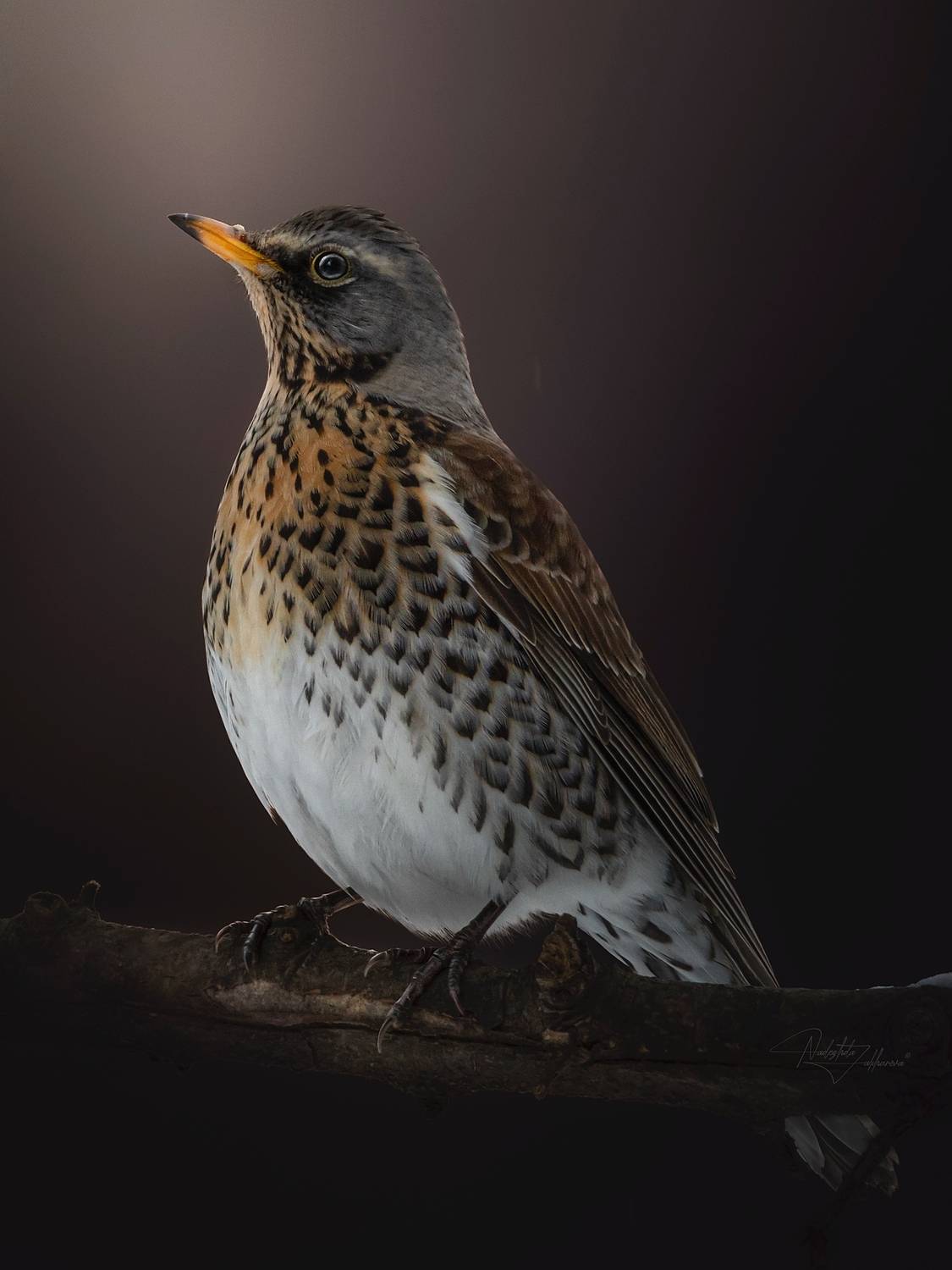 наблюдения за птицами, рябинник, дрозд рябинник, дрозд, портреты птиц, я художник я так вижу, Nadezhda Zakharova