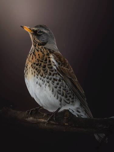 Дрозд рябинник